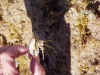 Aegypt2008e.JPG (676807 Byte)