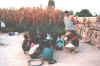 Gambia983.jpg (94277 Byte)