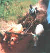 Gambia9922.jpg (64856 Byte)