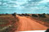 tsavo.jpg (81073 Byte)